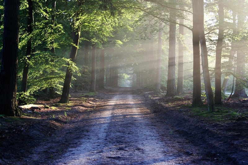 Forest Exploration